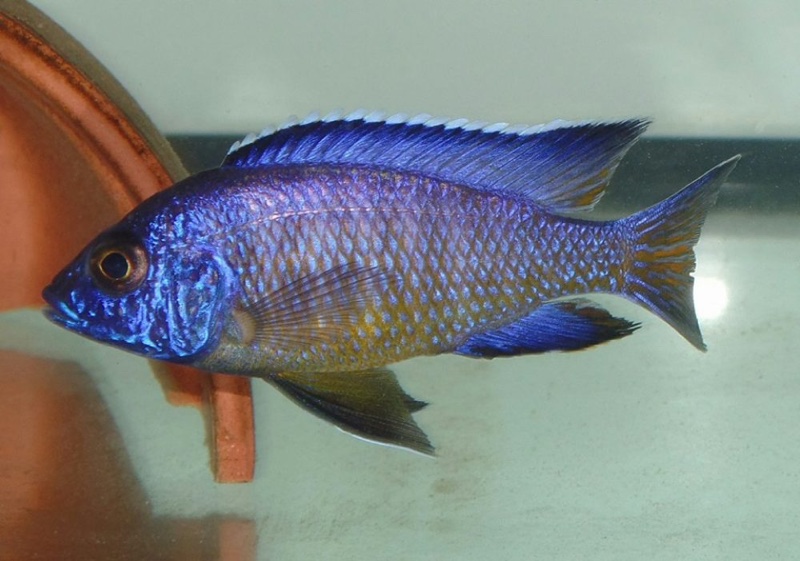 Aulonocara koningsi 'Mbenji Island'